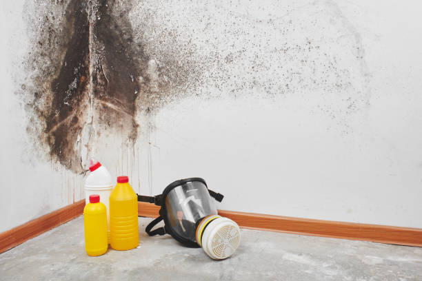 Best Residential Mold Remediation in Laymantown, VA