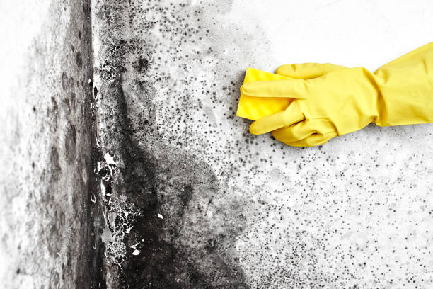 Best Residential Mold Remediation in Laymantown, VA