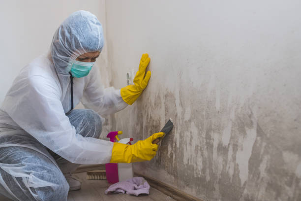 Best Preventive Mold Services in Laymantown, VA
