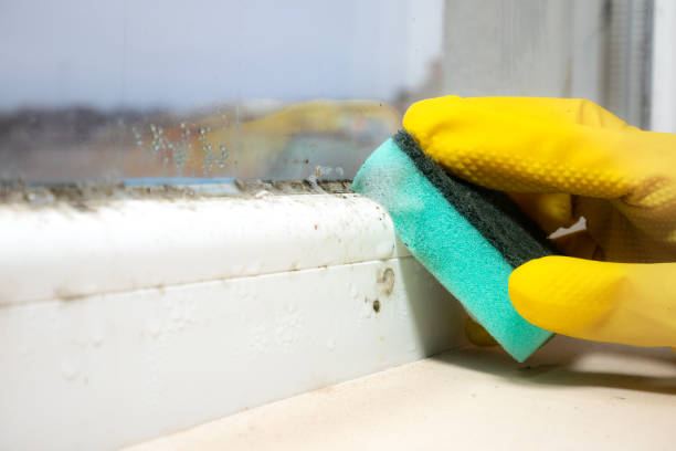 Trusted Laymantown, VA Mold Remediation Experts