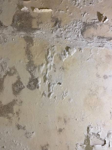 Best Mold Remediation for Schools in Laymantown, VA