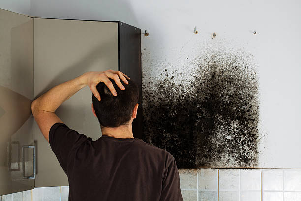 Best Mold Testing and Inspection Services in Laymantown, VA