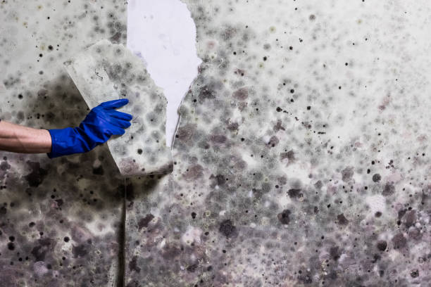 Best Mold Remediation for Specific Building Types in Laymantown, VA