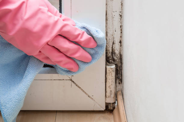 Best Residential Mold Remediation in Laymantown, VA
