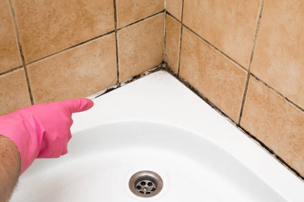 Best Attic Mold Remediation in Laymantown, VA